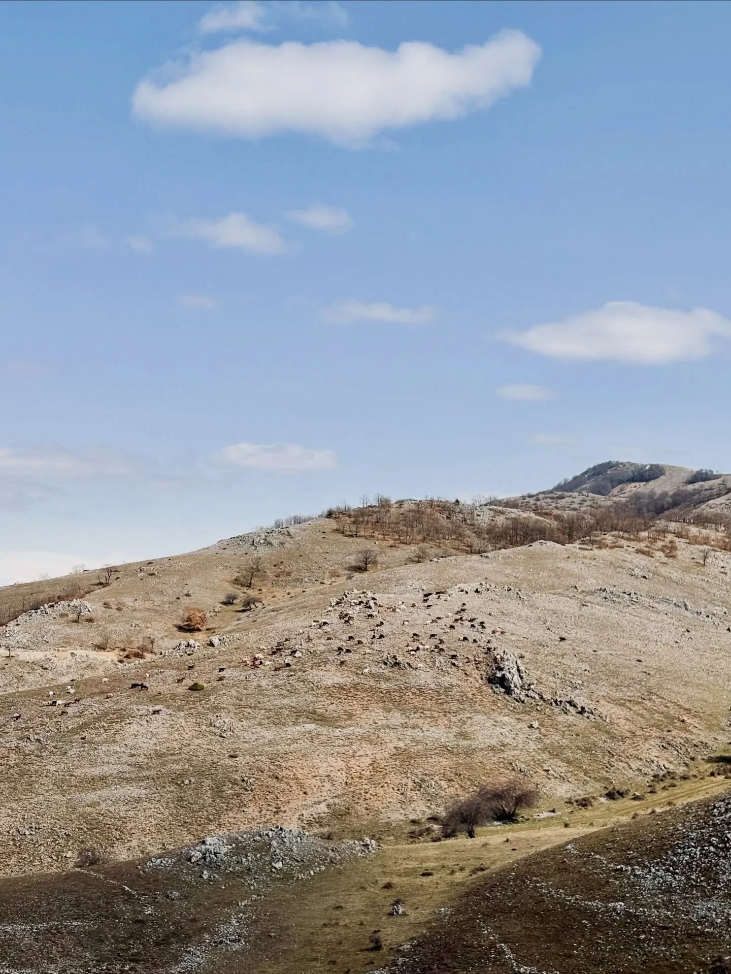 The road to Kythira - early spring in southeastern Europe 
#ottoman #pistaches #patisserie #baklavacı #balkan