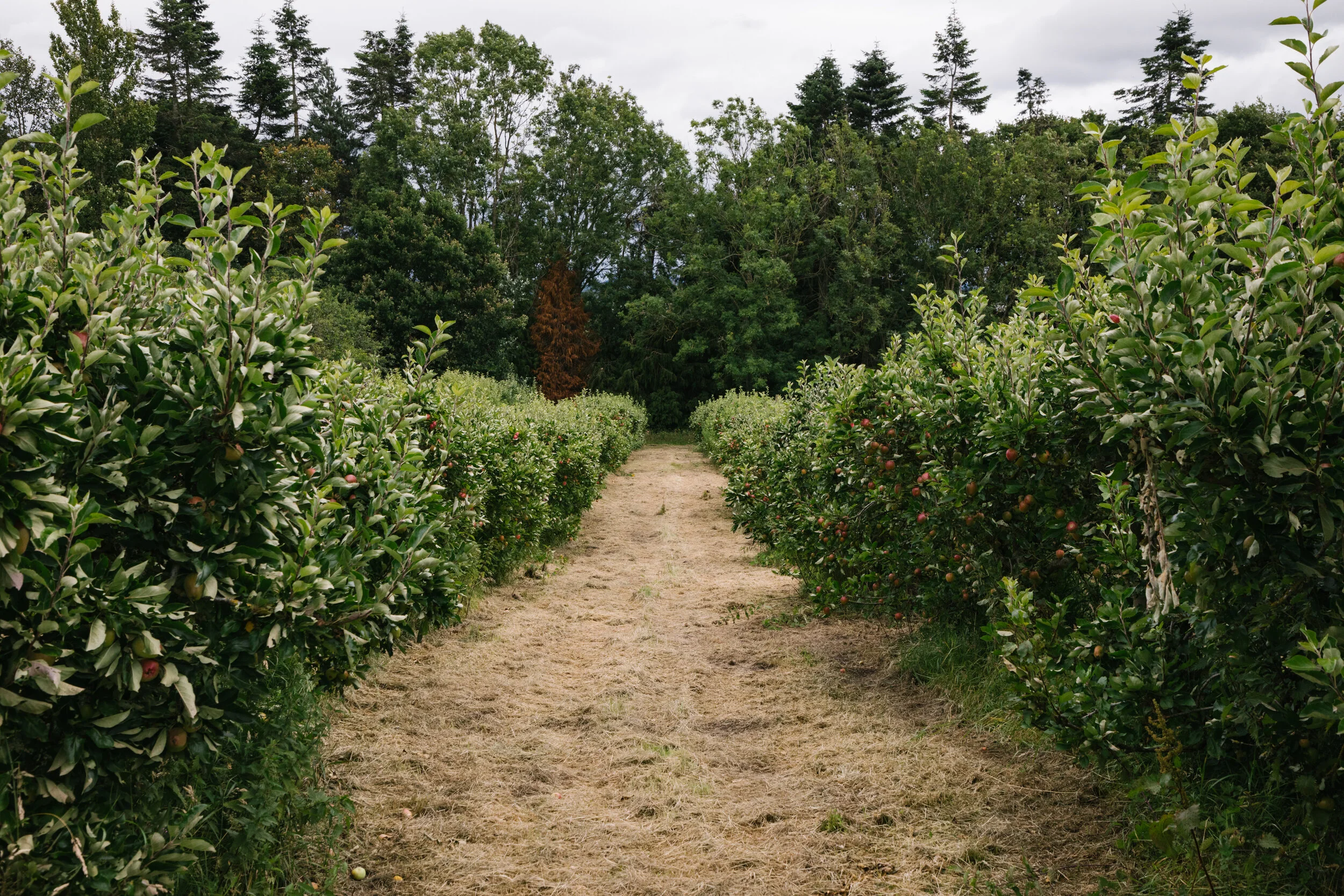 Hawarden Estate Farm Shop — Hawarden Estate Experience