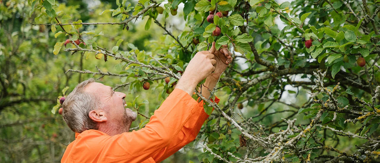 Hawarden Estate Experience