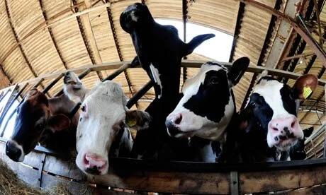 Word of Mouth: Britain's first milk&nbsp;factory