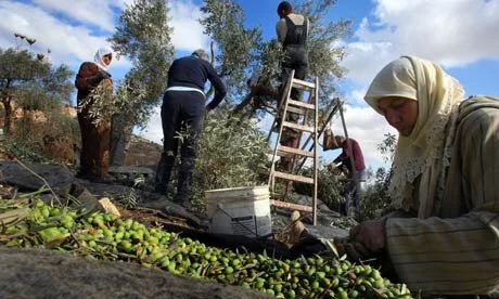 Olive oil – 5000 years of fraud and poisoning
