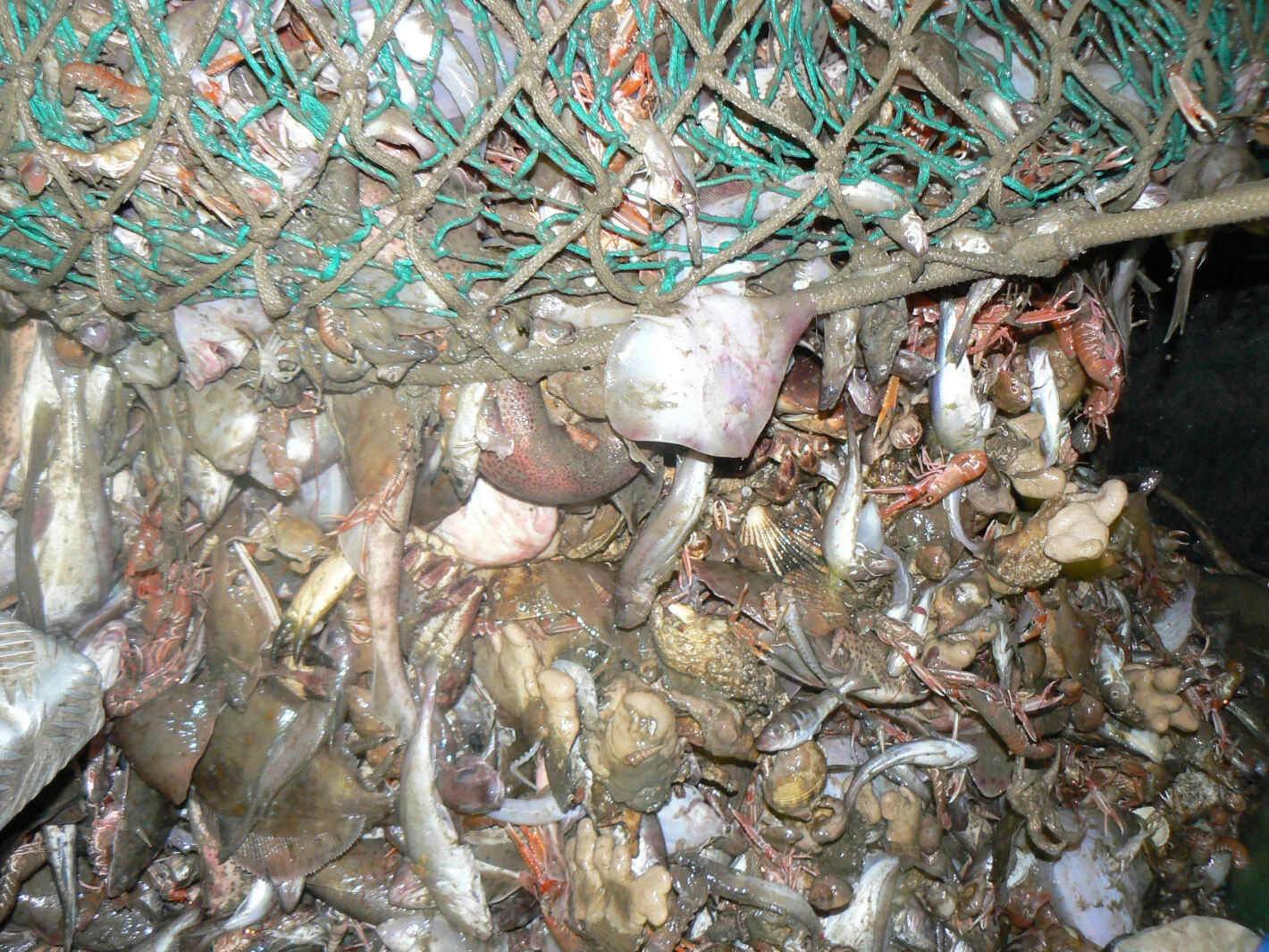 BRITAIN'S SHELL FISH DISASTER