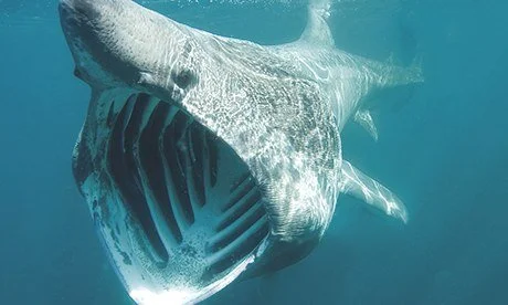 In search of baskers