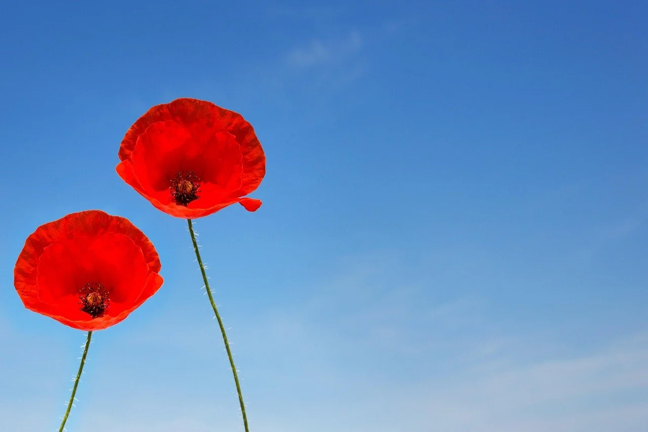 Is it Customary to Wear a Poppy at a Funeral? 
