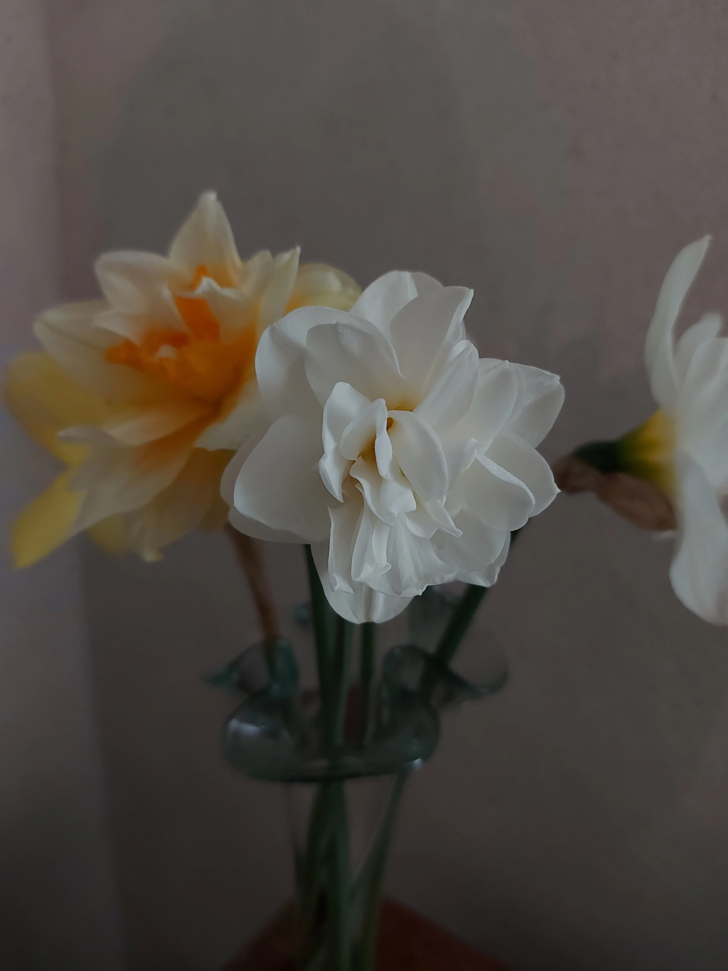 The last of the Daffodils with the loveliest scent