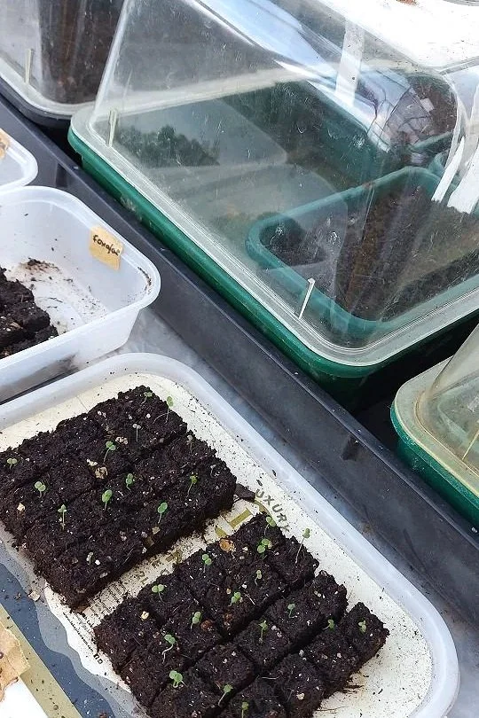 Willow Planting Finished, Seed Sowing Underway