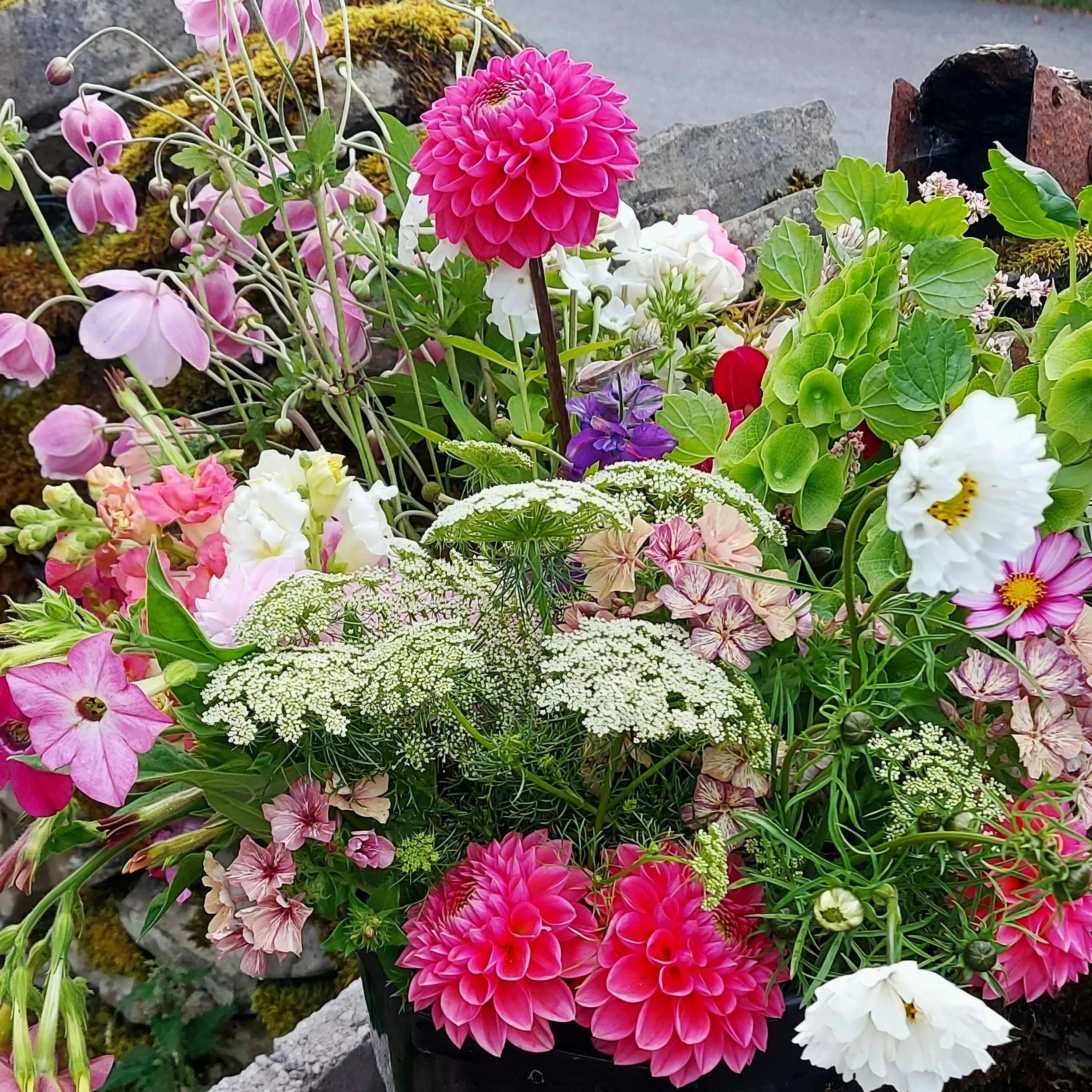 A colorful mix of various garden flowers including pink dahlias, white and pink petunias, white Queen Anne's lace, purple bellflowers, and other small blooms, arranged in a garden bed with rocks.