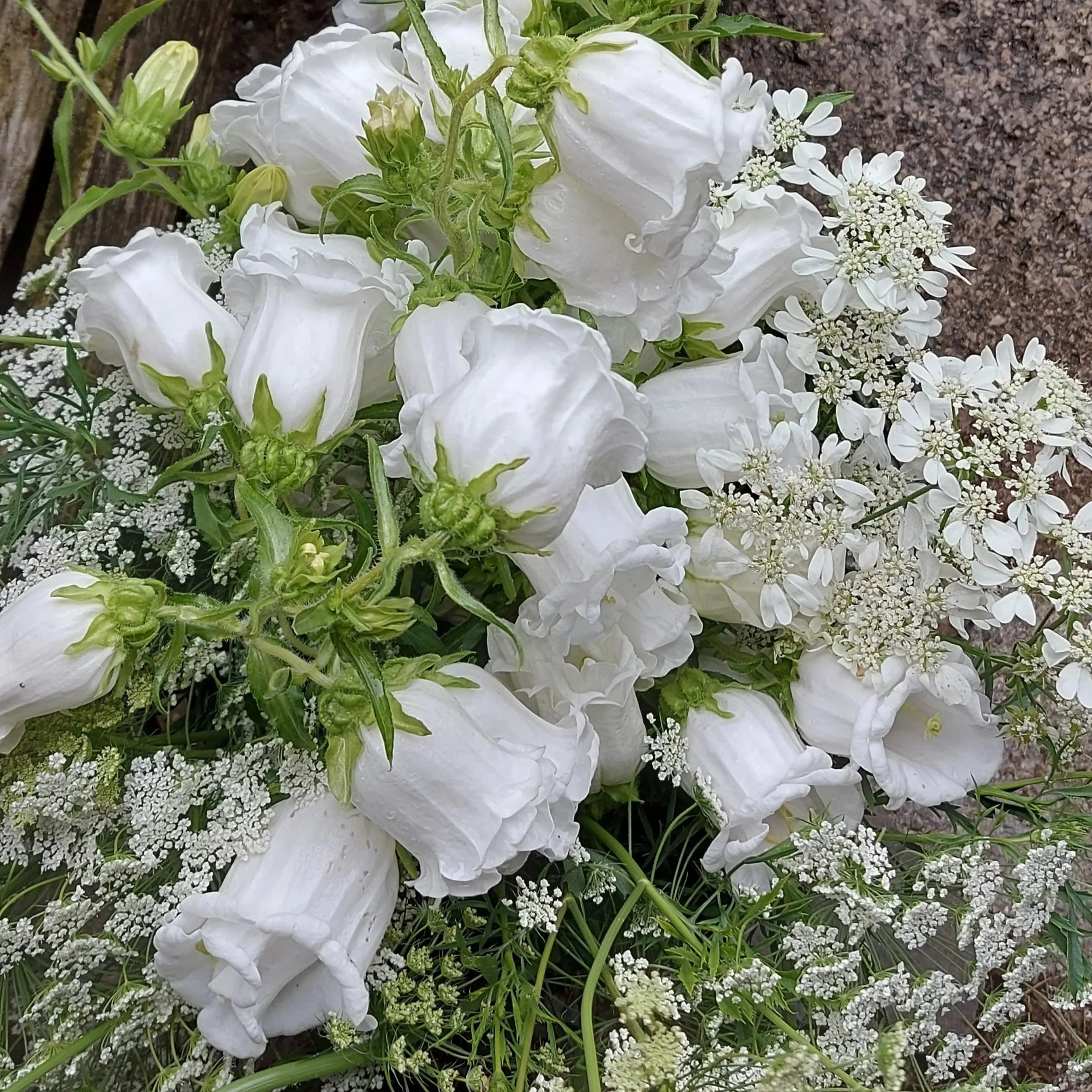 Close-up of white flowers, some with large bell-shaped blossoms and others with small daisy-like petals, surrounded by green stems and leaves, on soil and wood background.