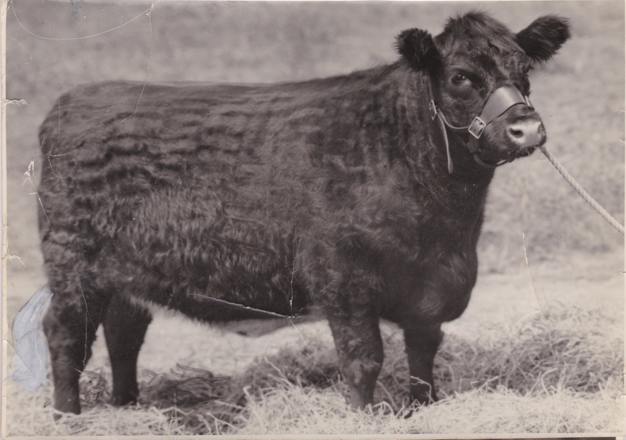 Karoola Joyce Wimple