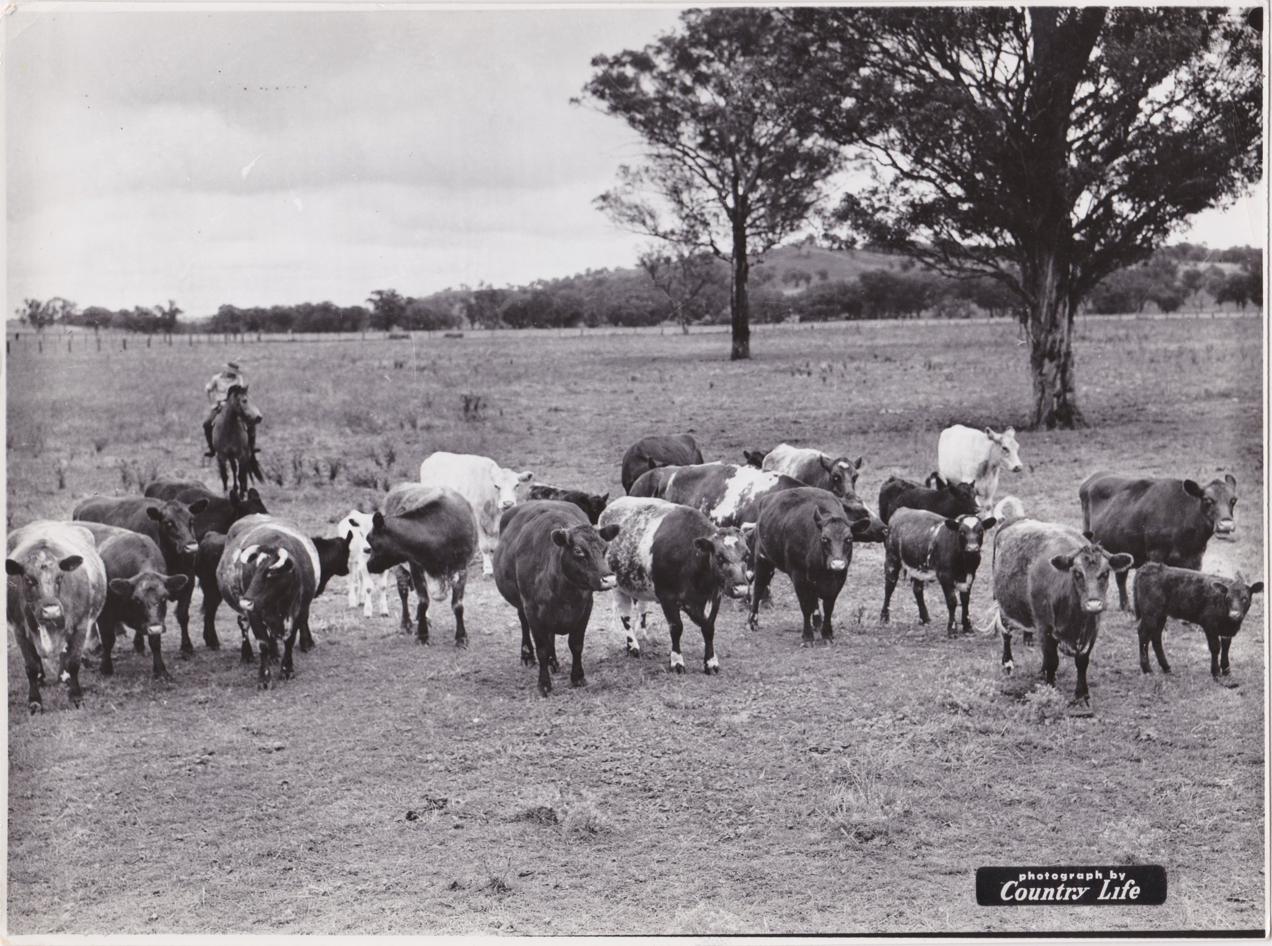 Karoola Shorthorns