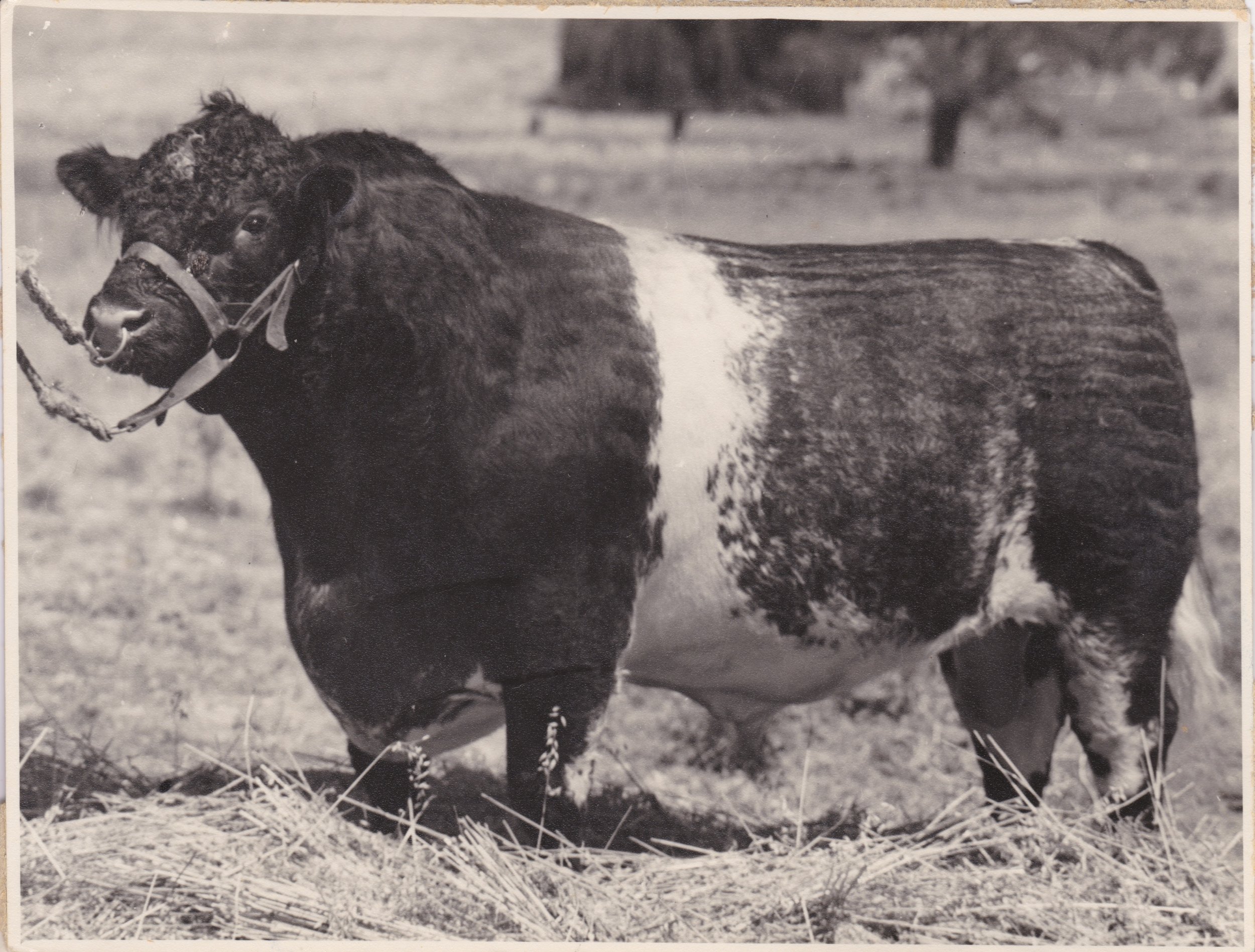 Karoola Valiant