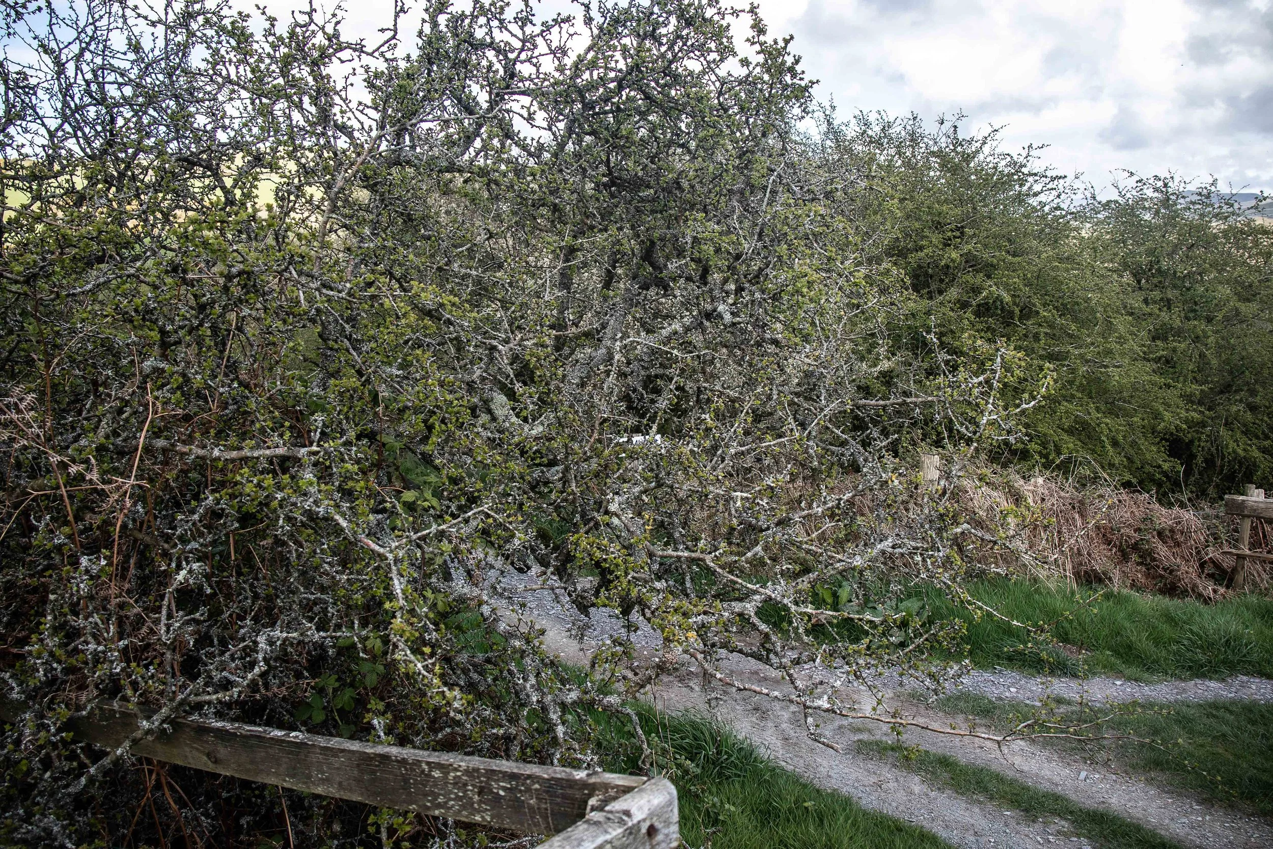 Henbant 13.4.26-9.jpg