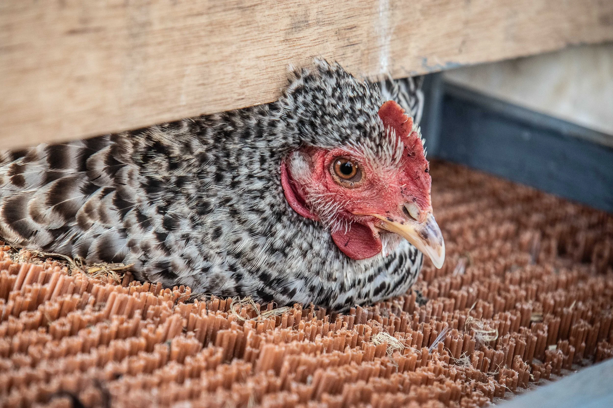 Henbant 13.4.26-5.jpg