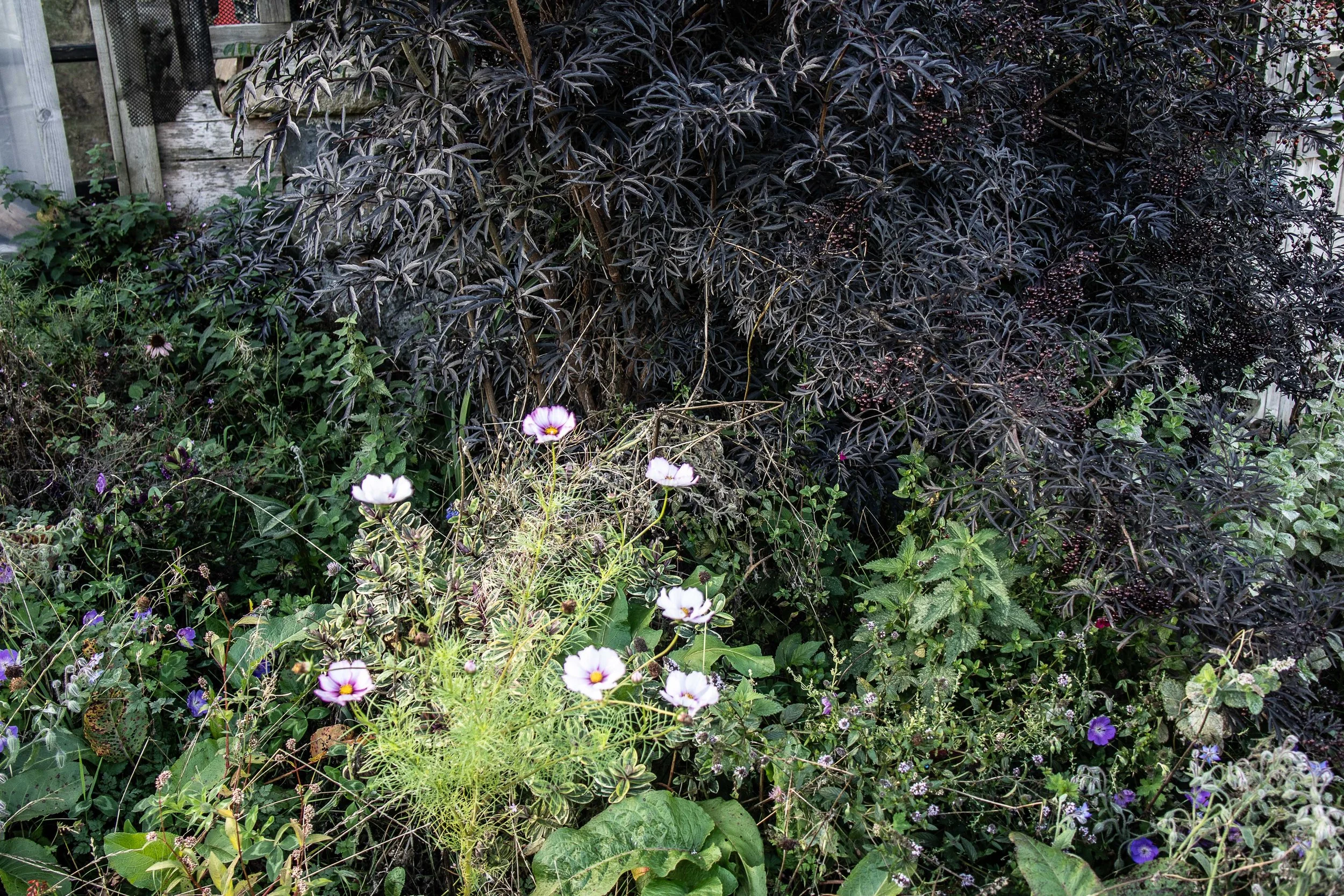 Can y Cynefin 4.9.26-28.jpg
