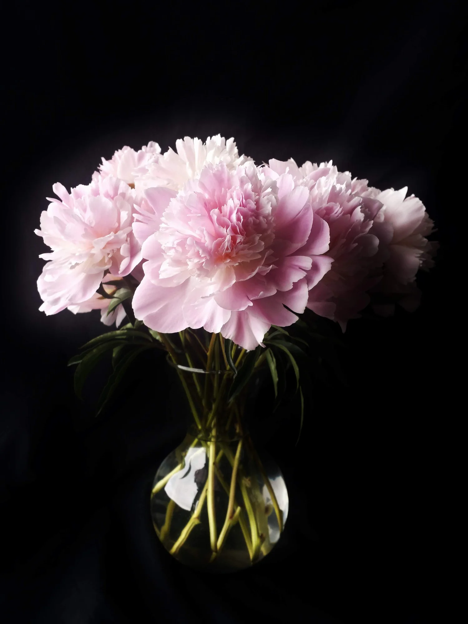 Peonies Eaglesong Family Peony Farm