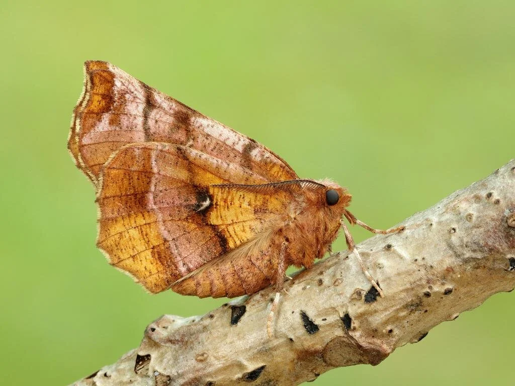 Watch Moths - October PM