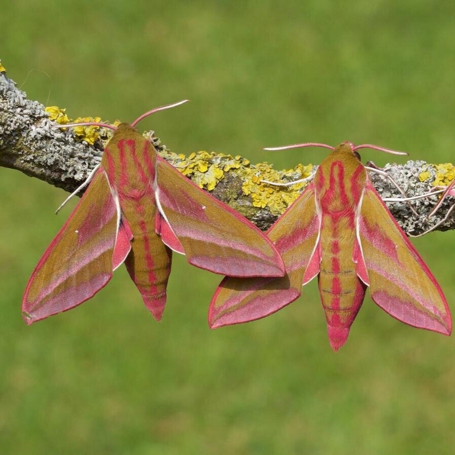 Watch Moths July 2021 - National Moth Week/ poetry and the link between moths and solar.