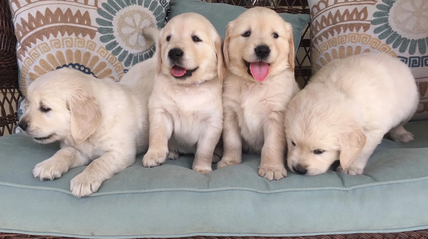 Four golden retriever puppies sitting on a cushioned seat with patterned pillows in the background.