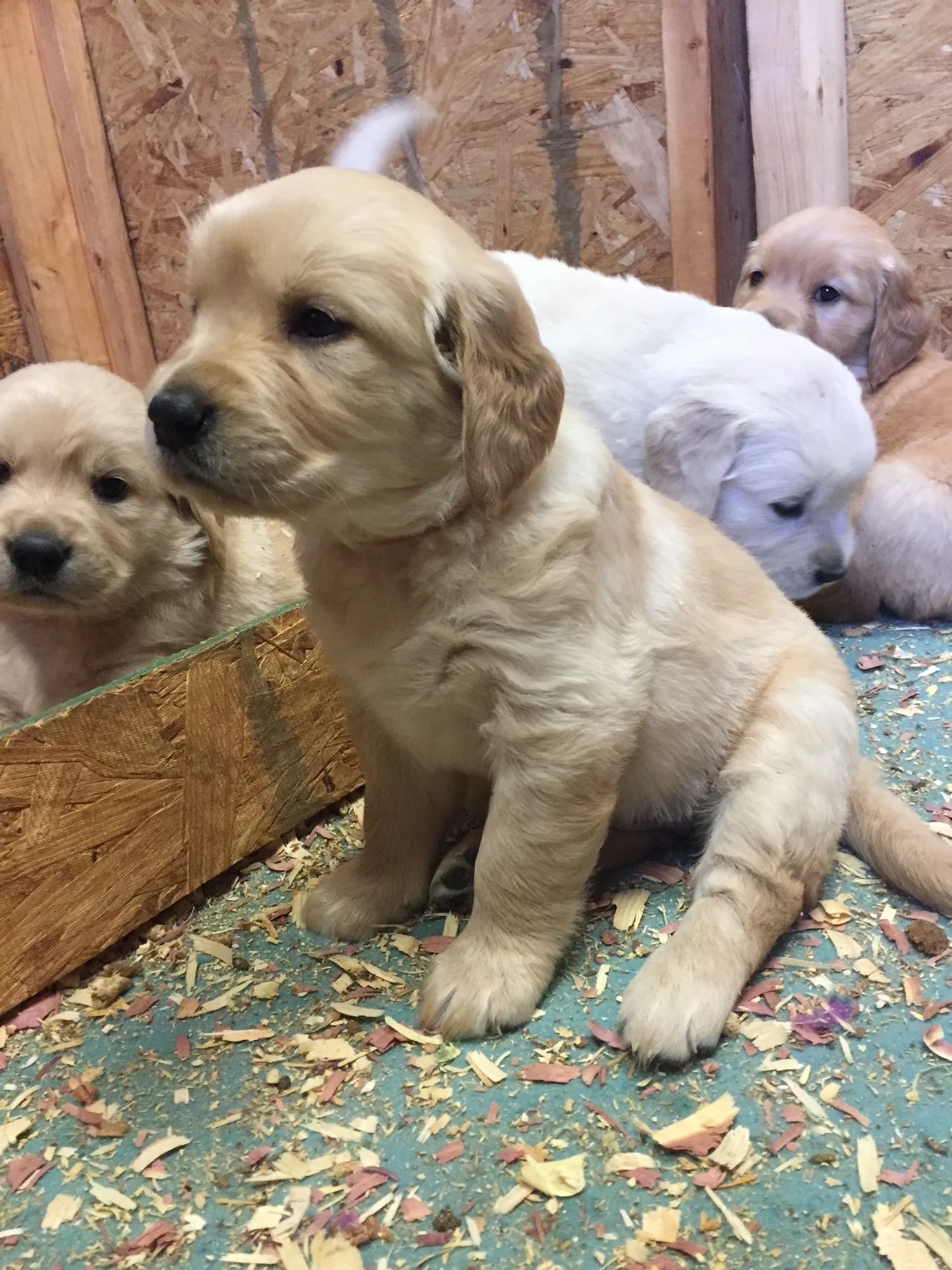 A group of golden retriever puppies sitting on a floor with wood shavings, inside a wooden enclosure.