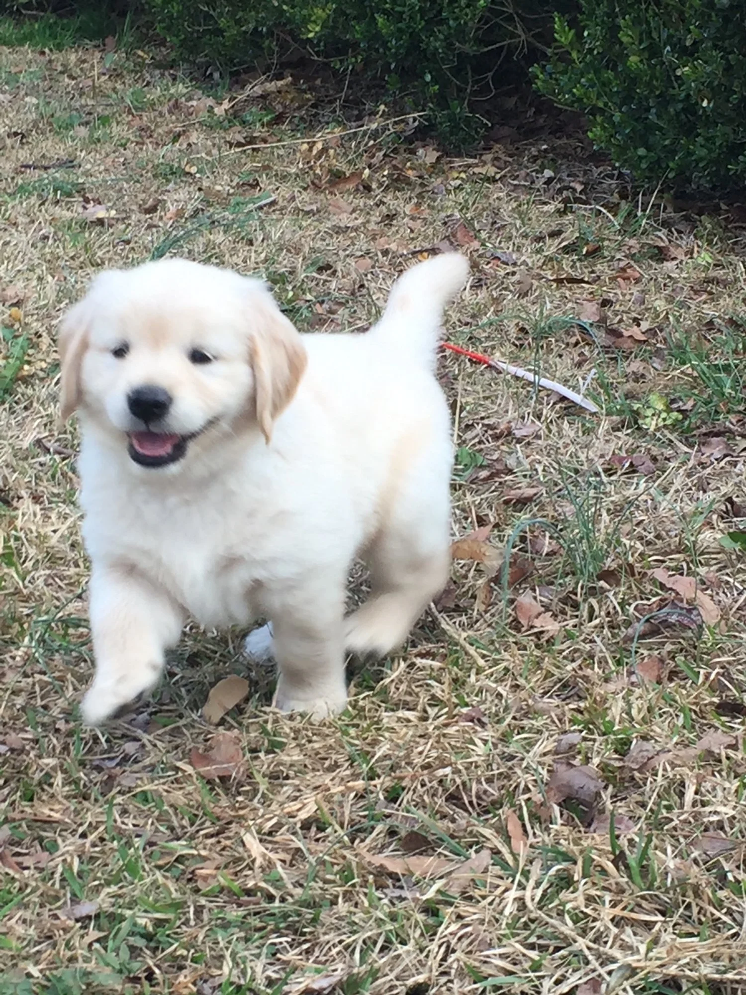 Golden Retriever puppy running on grass