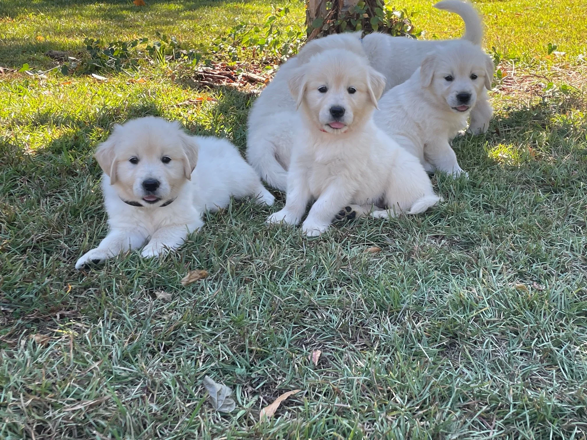 Three fluffy puppies sitting on grass with greenery in the background.