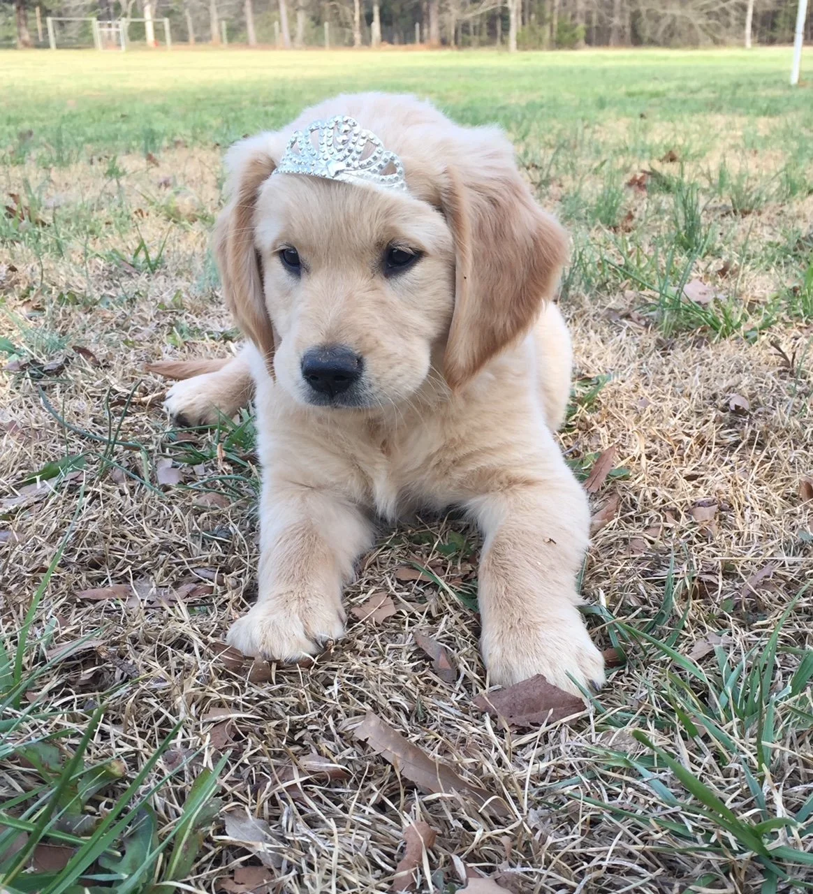 Golden retriever puppy wearing a tiara, lying on grass.