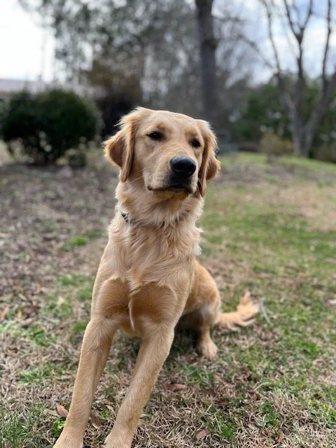 Golden Retriever sitting on grass in a park