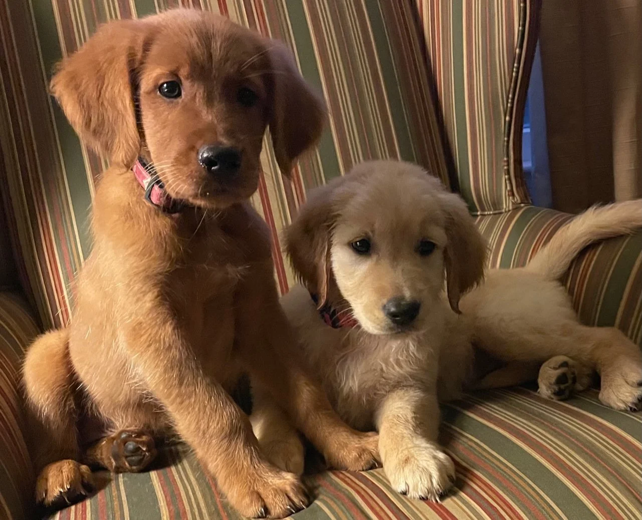 Two puppies sitting on a striped chair, one with reddish-brown fur and the other with light golden fur.