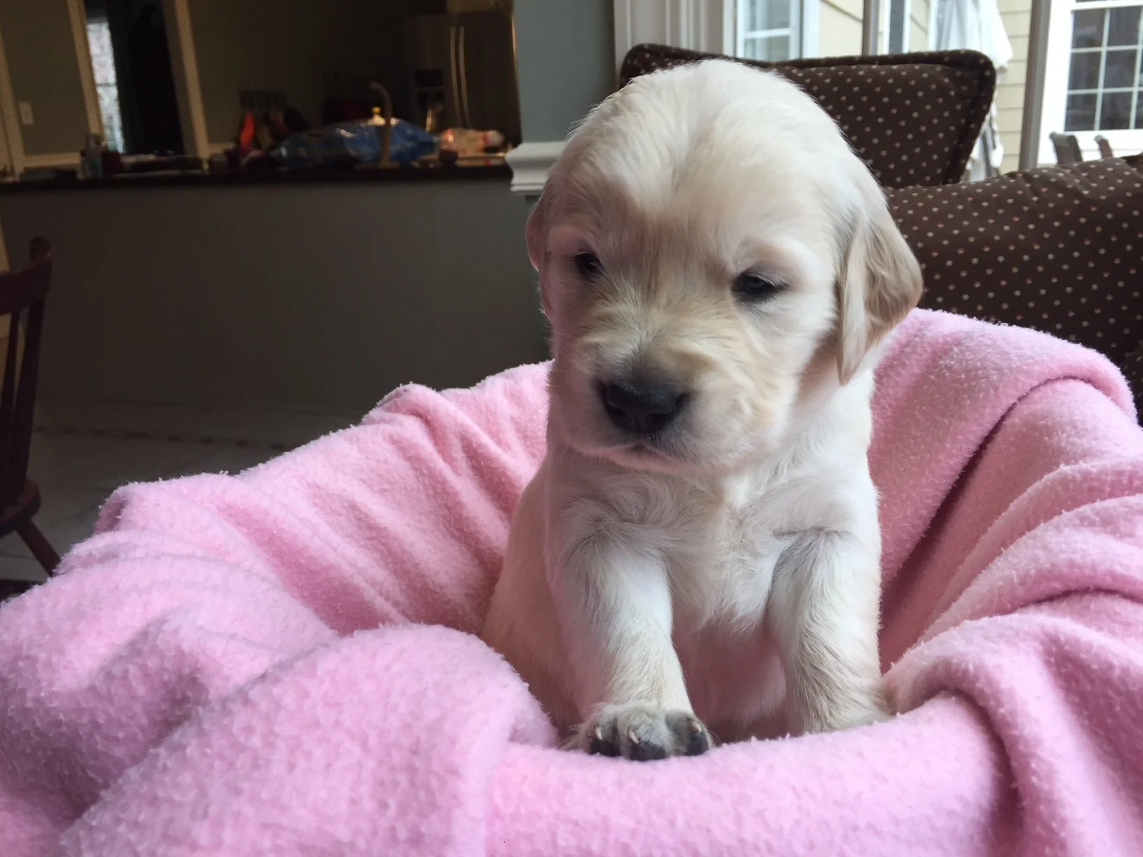 Golden retriever puppy wrapped in a pink blanket in a living room.