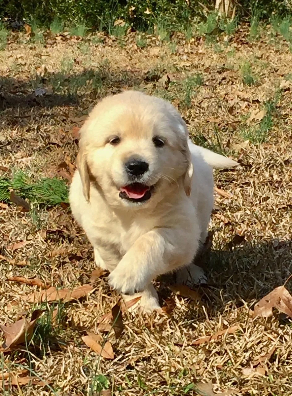 Golden retriever puppy running on grass with leaves