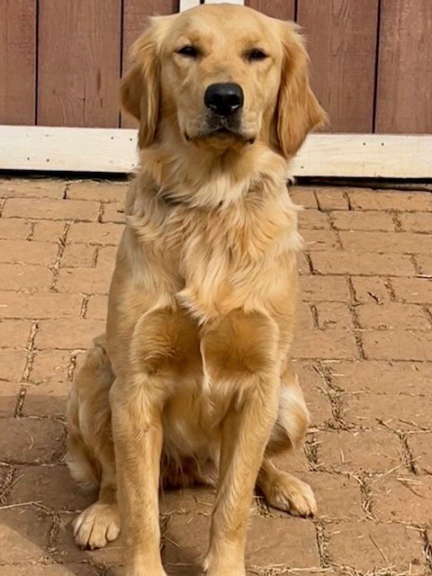 Golden retriever sitting on a brick path in front of a wooden door.