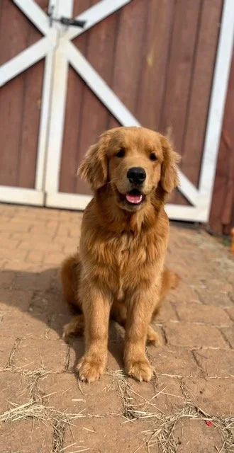Golden Retriever puppy sitting on a brick pathway with a barn door in the background.