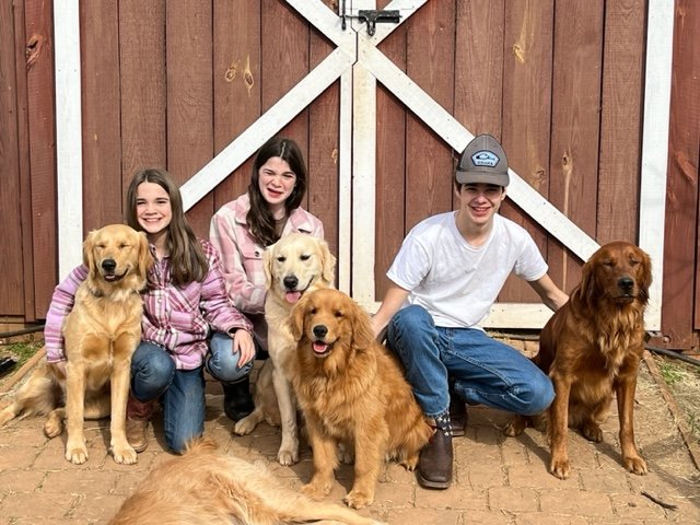 Two girls and a boy smiling with four golden retrievers in front of a wooden barn gate.