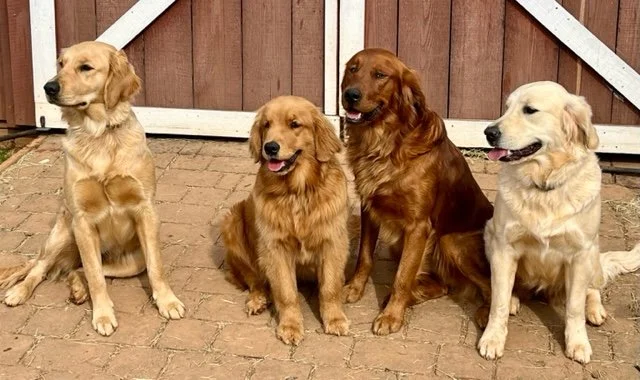 Dolly, Honey, Red and Opal