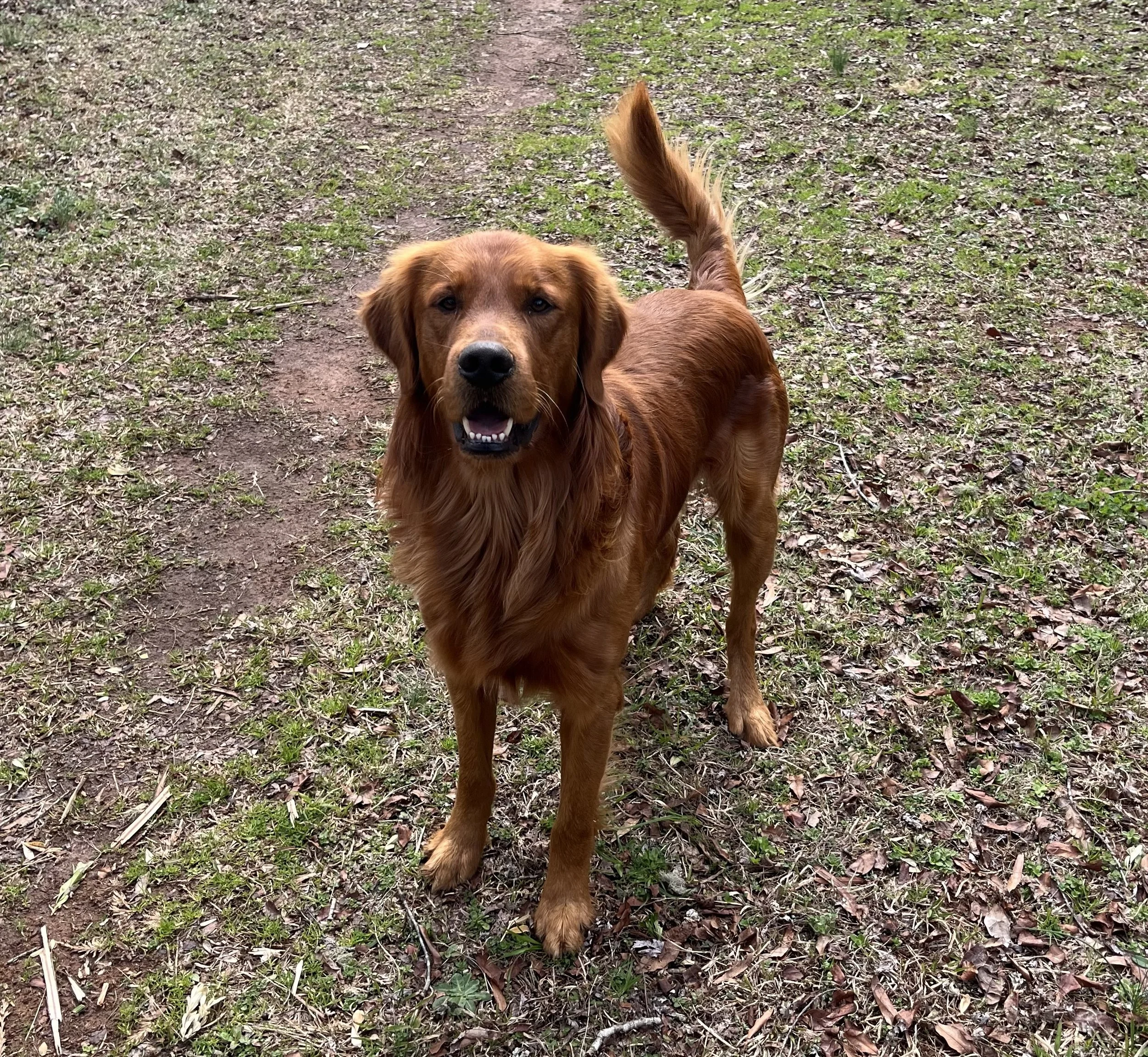 Golden Retriever standing on grass and dirt path
