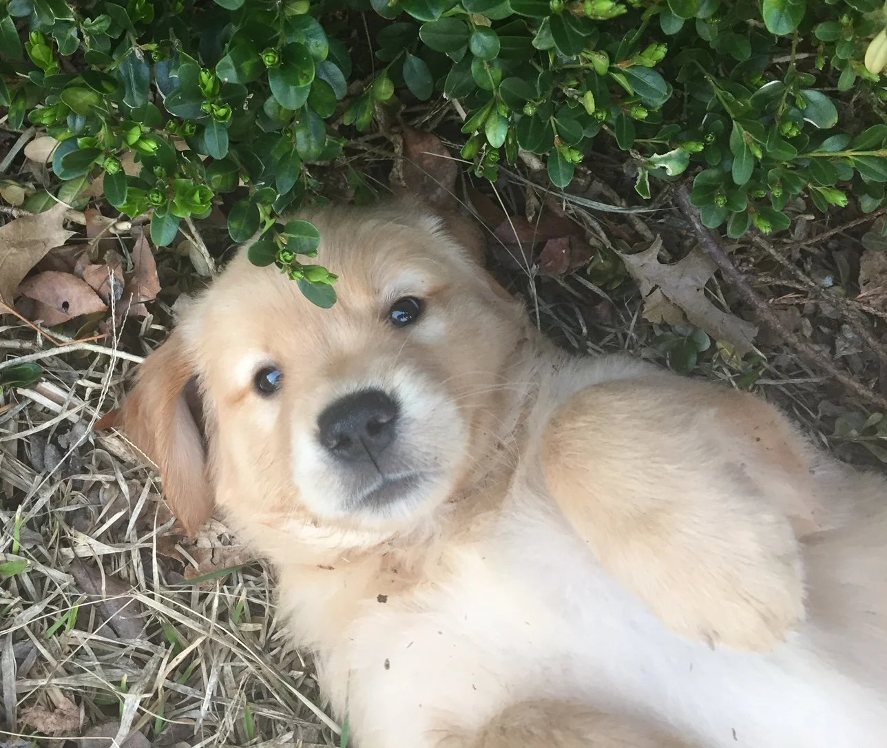 Cute golden retriever puppy lying on its back under green foliage.