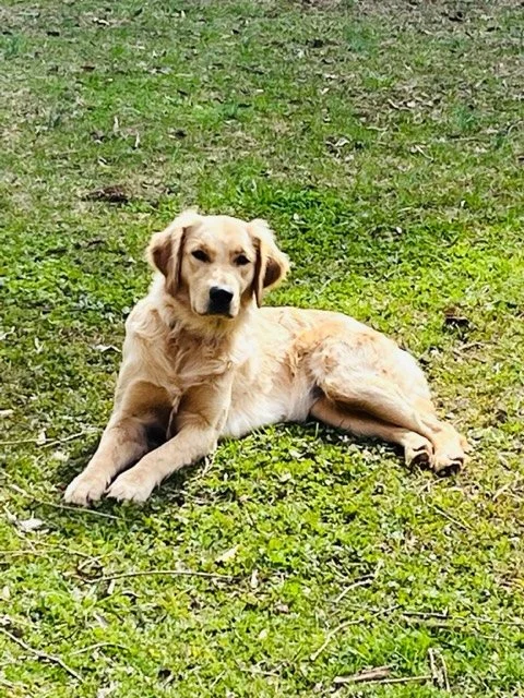 Golden retriever lying on grass outdoors, looking relaxed.