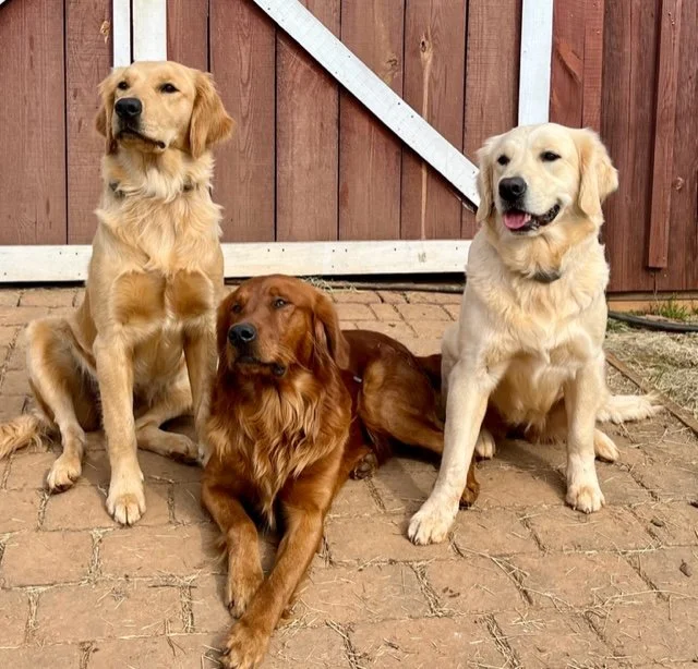 Three dogs sitting and lying on a brick surface in front of a wooden barn door.