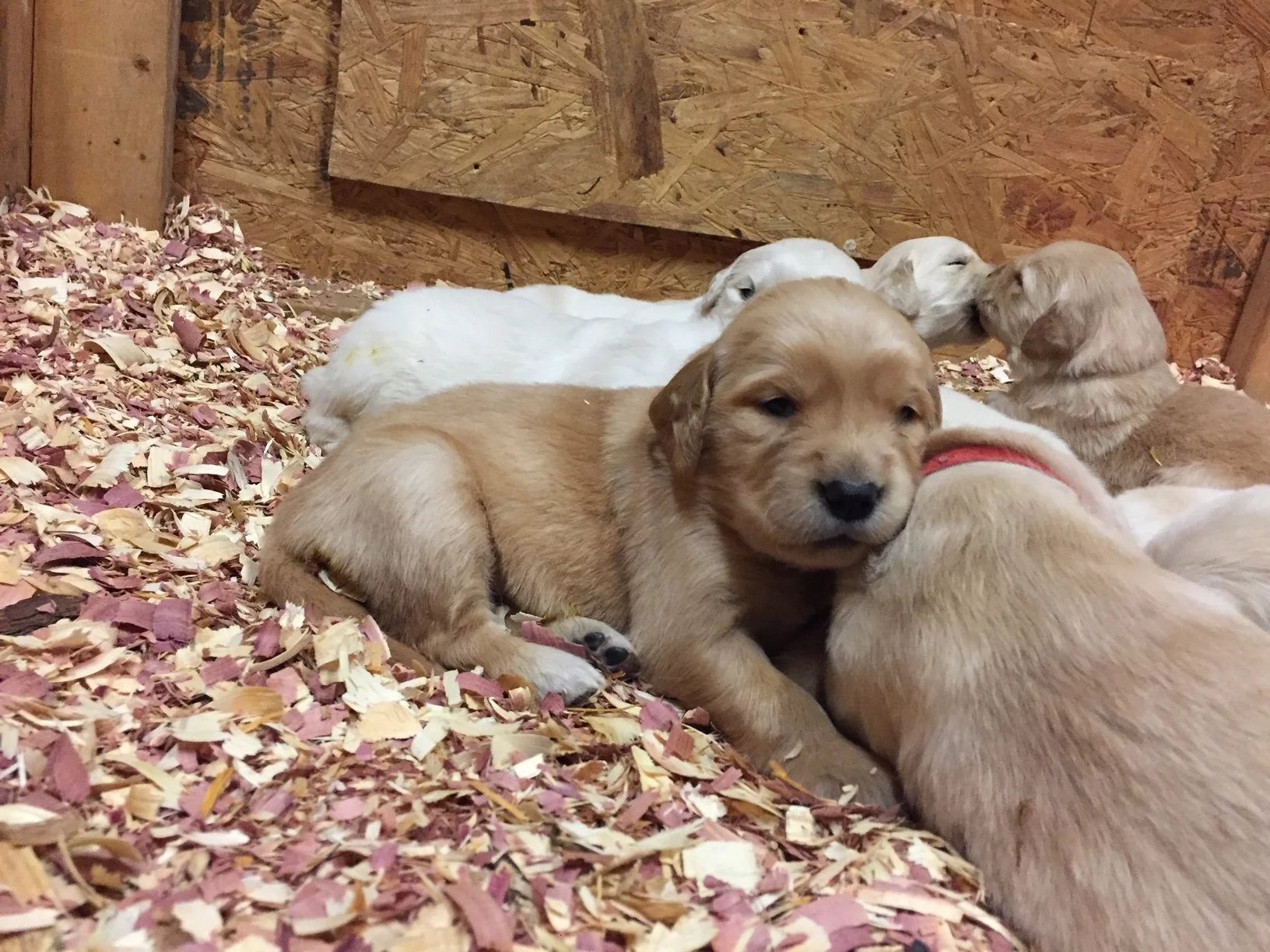 A group of golden retriever puppies lying on wood shavings in a wooden enclosure.