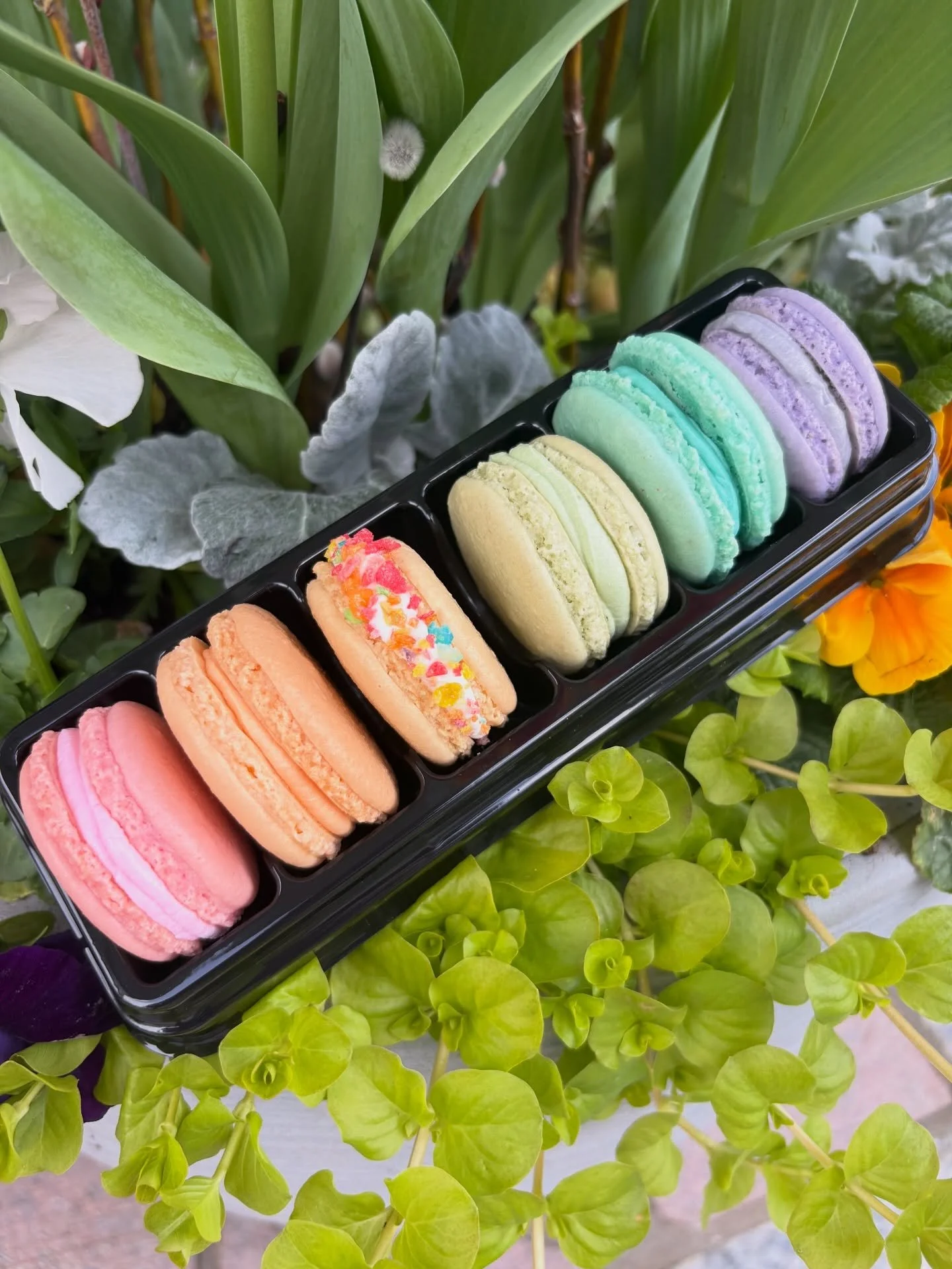 Our spring macaron set will be available this Sunday exclusively @scrantonculturalcenter Buy Local Spring Fling Marketplace 11-4pm 🌱

🩷Strawberry
🧡Passionfruit
💛Fruity Pebbles
💚Lemon
🩵Chocolate
💜Lavender Honey

#dessertdelivery 
#tfpbs
#thefro