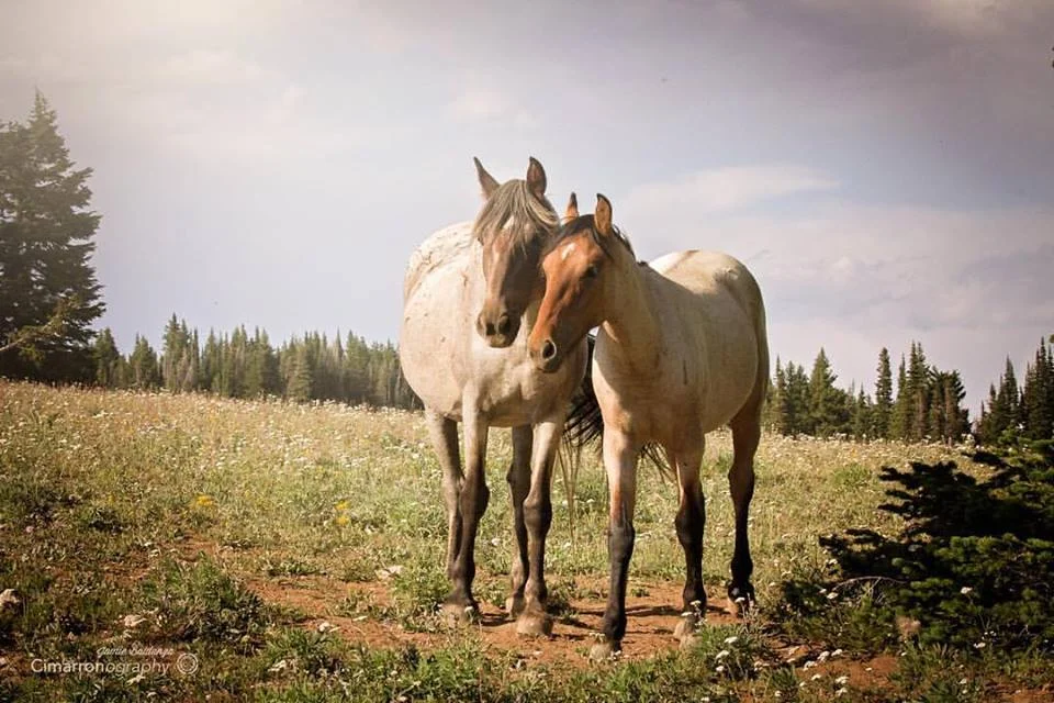 Help Wild Horses Wild Lands Wild Horses