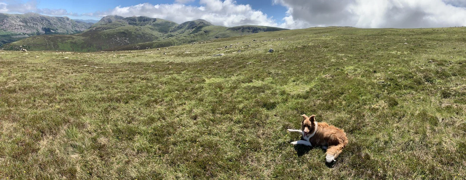 Award winning dog friendly holiday cottages in and around the Lake District