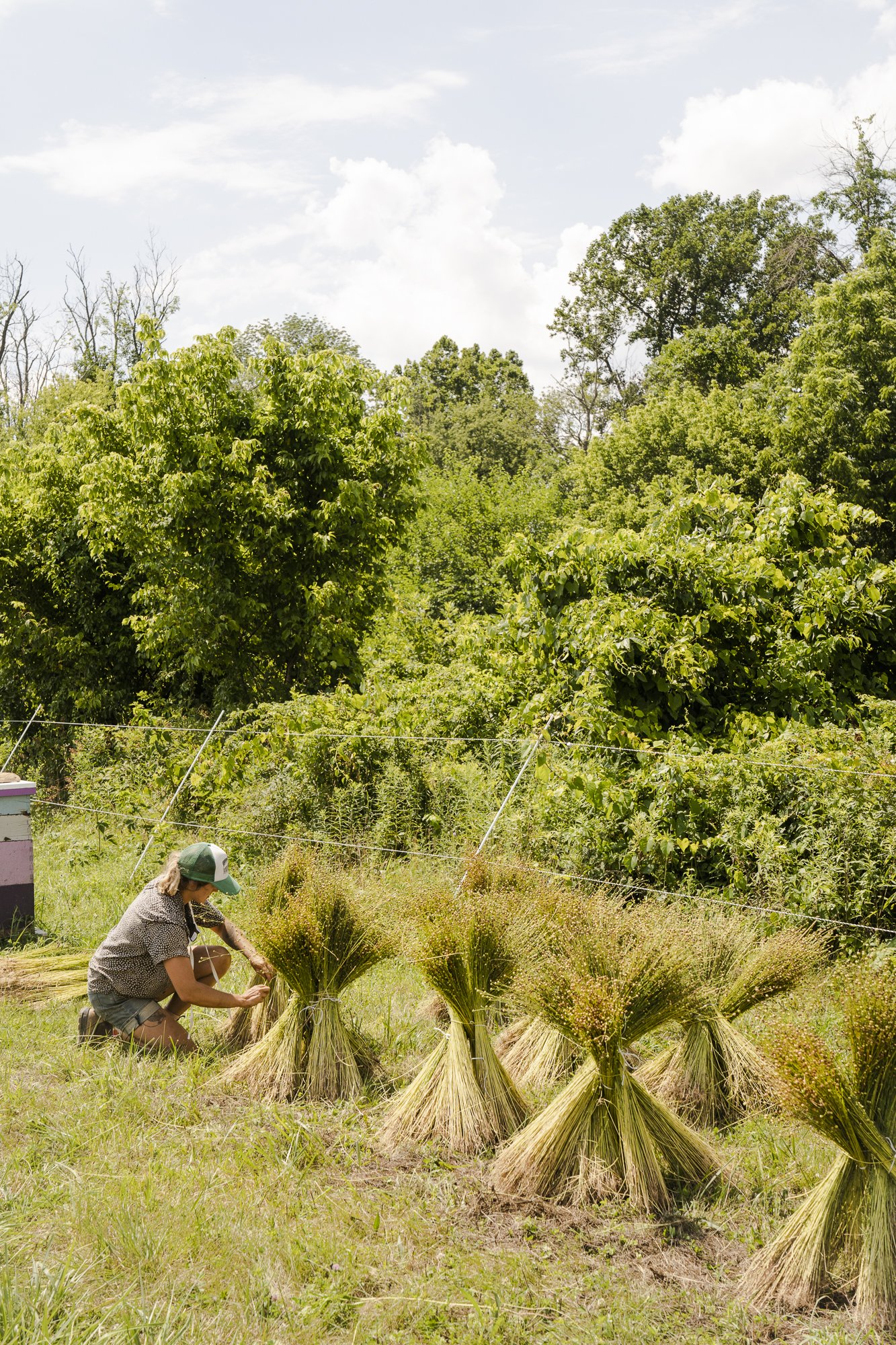 KneehighFlaxField_Harvest_100.jpg