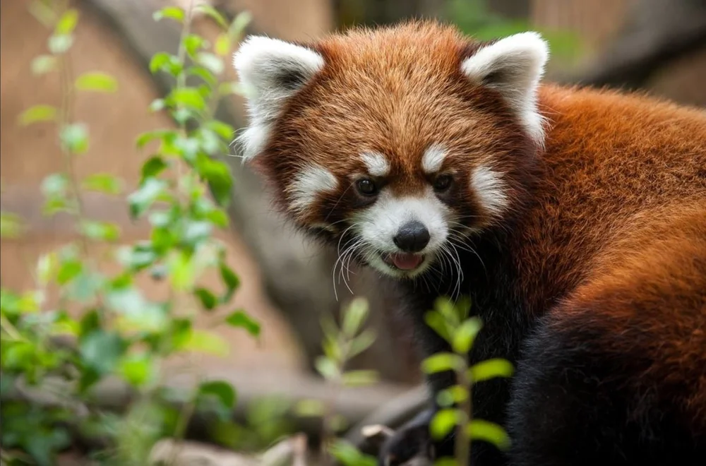 Pittsburgh Zoo &amp; PPG Aquarium