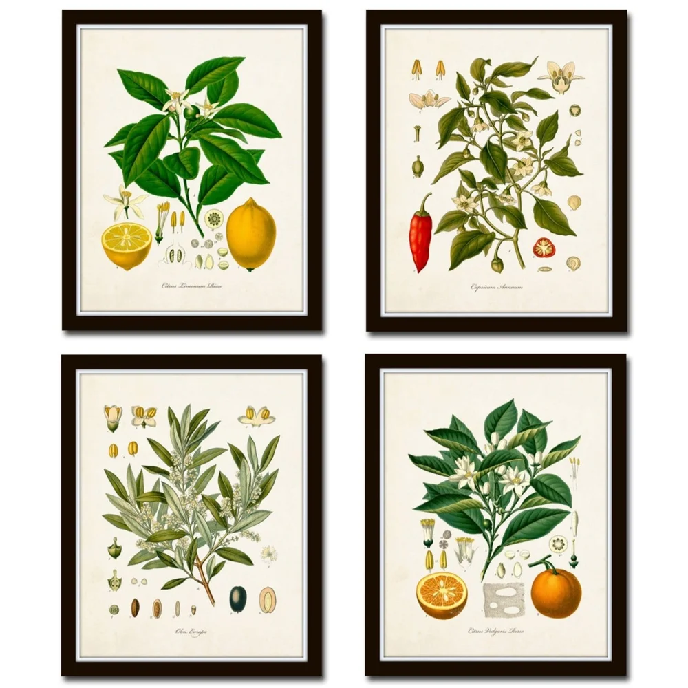 Vintage Fruit Print Set, Etsy