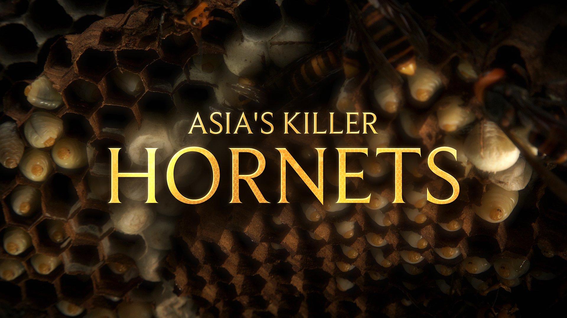 KHS_TitleDesign_Design2.jpg