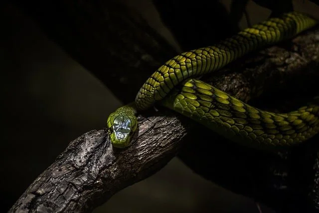 animale guida serpente significato spirituale simbolismo