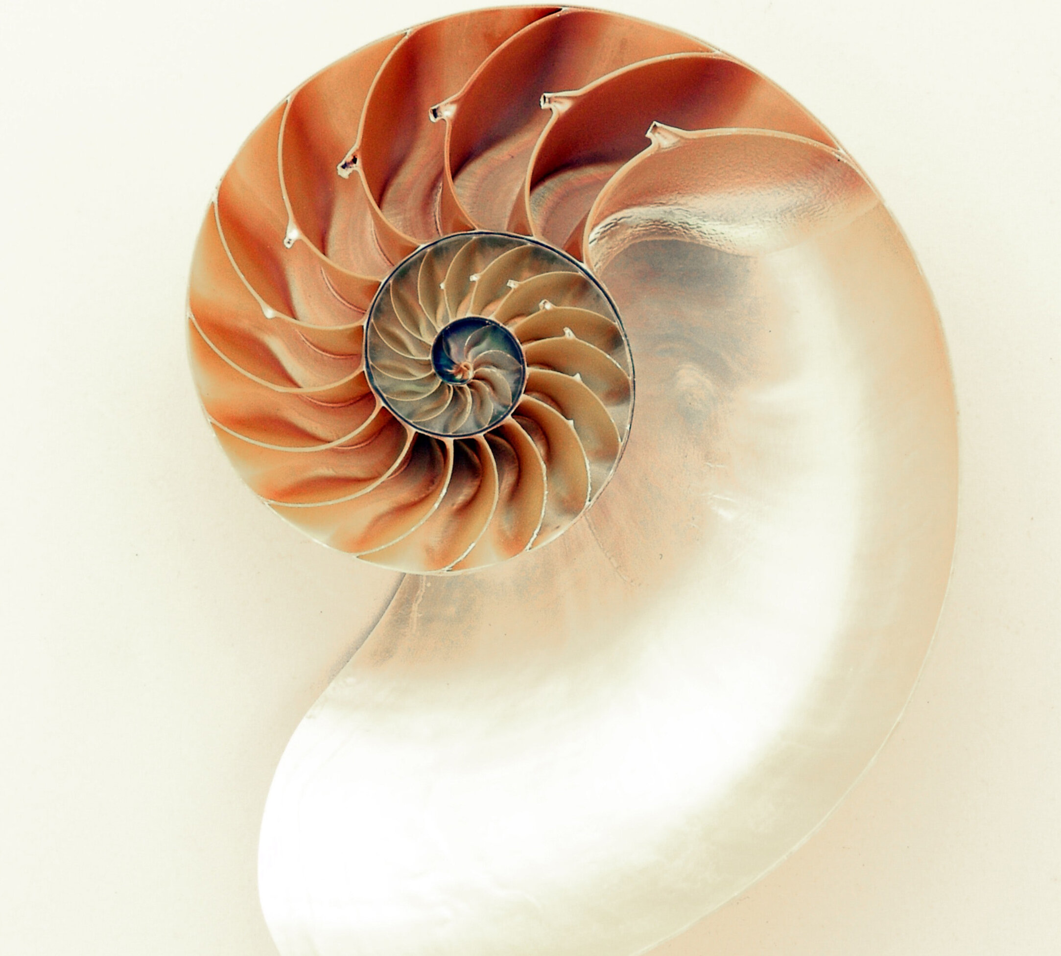 Shellv2.jpg