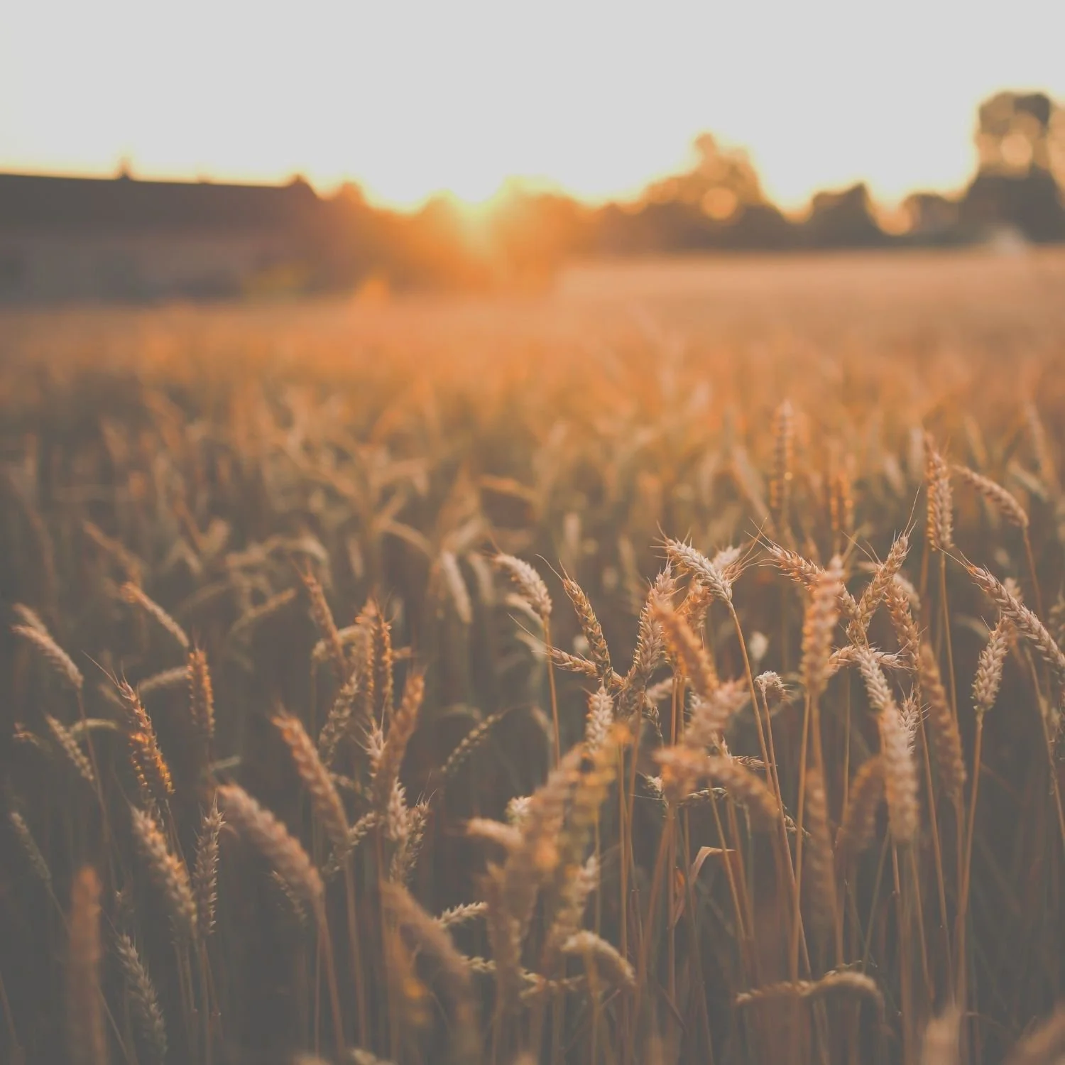 A field of wheat under a setting sun, with the sky bright and the wheat golden.