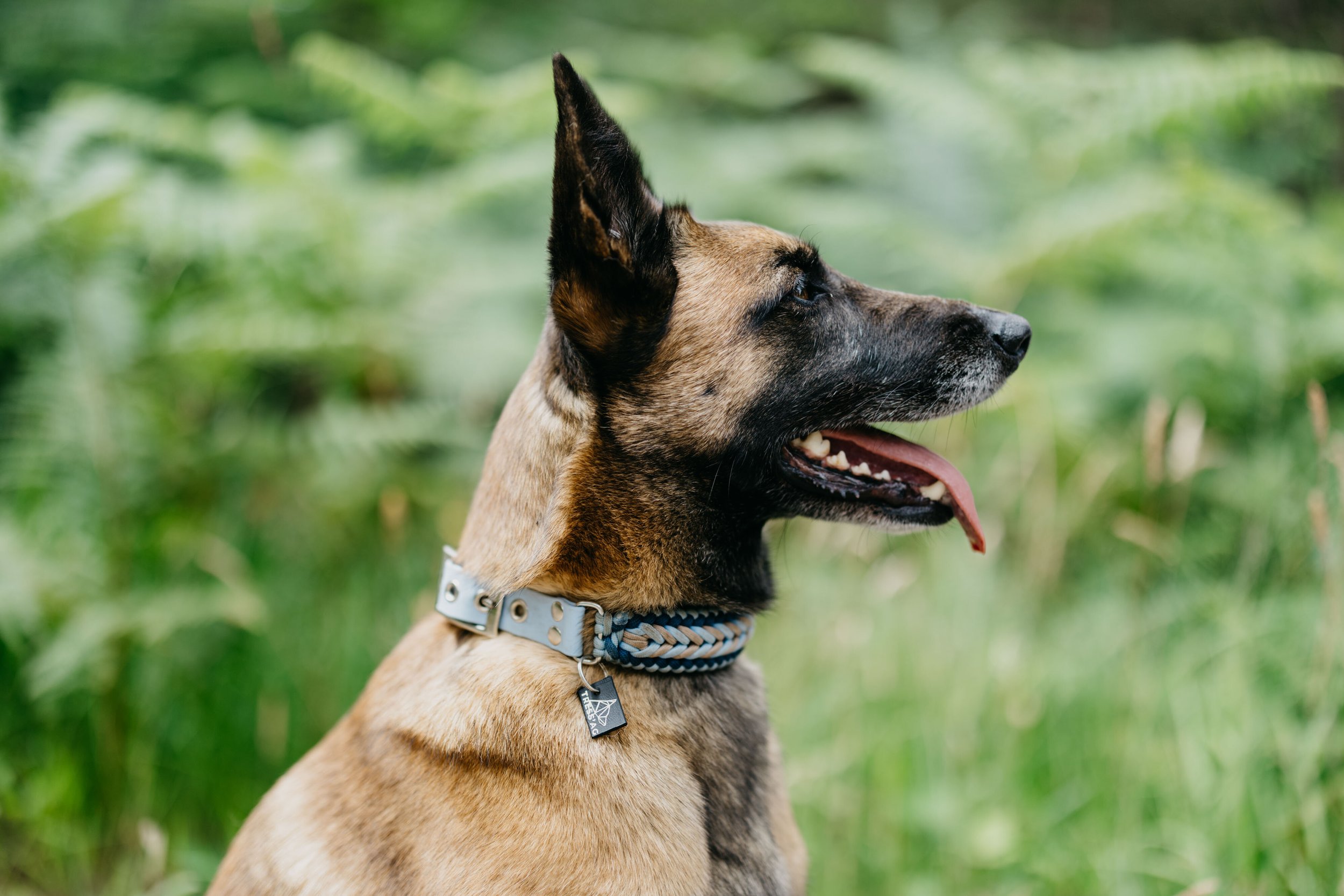 Un chien gris portant un collier turquoise, avec un arrière-plan de ciel bleu et de la verdure.